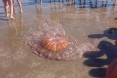 medusas gigantes en las playas argentinas: de que se trata este fenomeno y por que podria afectar la pesca medusas gigantes en las playas argentinas: de que se trata este fenomeno y por que podria afectar la pesca