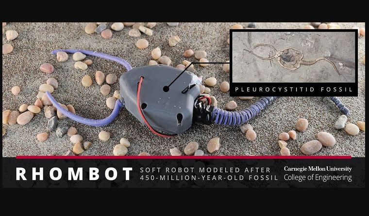 Los científicos usaron evidencia fósil para diseñar una réplica robótica blanda de un organismo marino. Foto: Dpa.