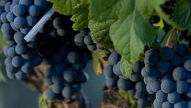 La nueva estrella argentina: el Cabernet Franc. La nueva estrella argentina: el Cabernet Franc.