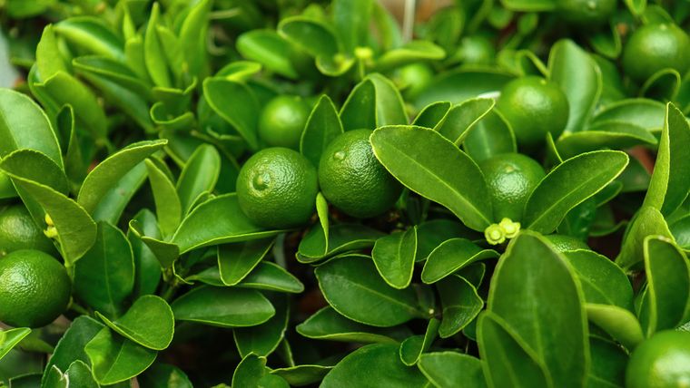 El limonero enano es una gran opción. Fuente: Shutterstock. El limonero enano es una gran opción. Fuente: Shutterstock.