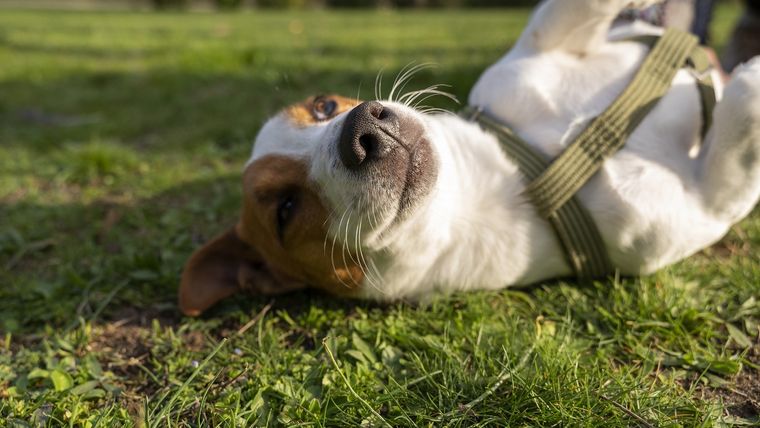 Cómo impedir que los perros hagan pozos en el jardín Foto: Archivo MDZ Cómo impedir que los perros hagan pozos en el jardín Foto: Archivo MDZ