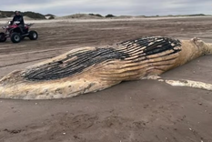conmocion: encontraron el cadaver de una ballena jorobada en el partido de la costa
