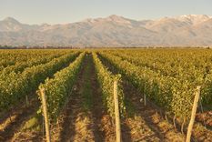 una reconocida bodega focaliza en una linea sus vinos de parcela