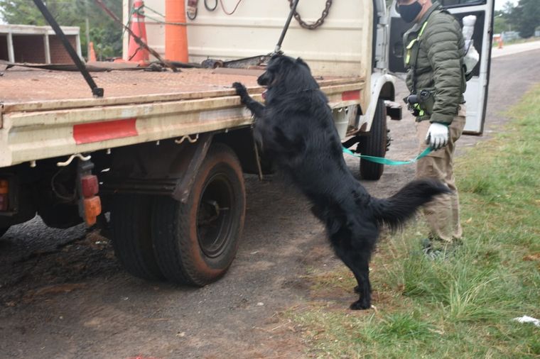 Roque, el perro antinarcóticos que confirmó las sospechas de los gendarmes