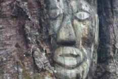 hallan un rostro tallado hace 200 anos en un arbol