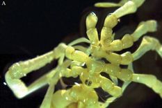 La especie fue descubierta a 500 metros de profundidad Foto: Jessica R. Zehnpfennig y Andrew R. Mahon, ZooKeys