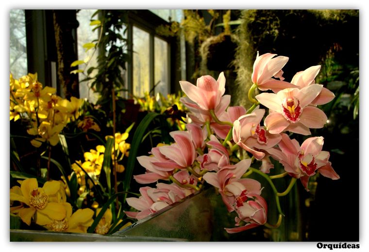 Orquídeas Aprende a cuidar esta planta Foto: Wunderstock