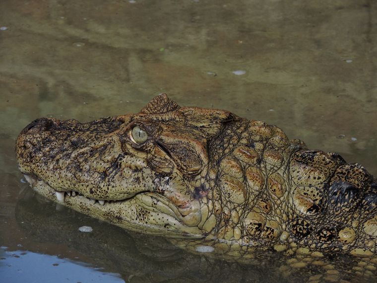 Esta especie de caimán saurópsido se encuentra en las regiones tropicales y subtropicales de América del Sur Foto: X @MPFCABA