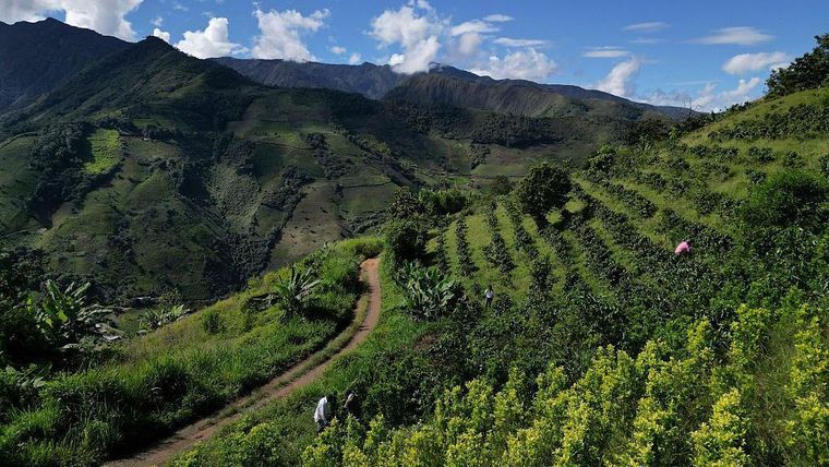En los principales enclaves cocaleros de Colombia se han incluso detectado variedades de planta más productivas y resistentes.