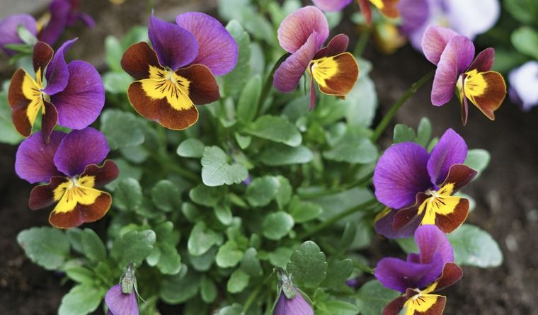 Esta planta resiste las temperaturas bajas de invierno. Foto: Shutterstock