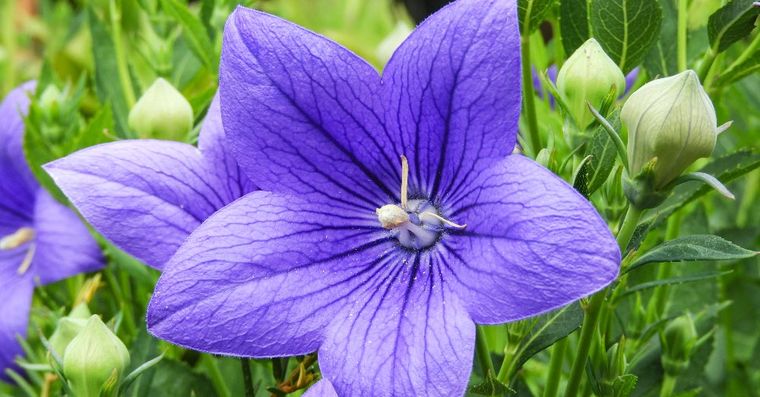 Jardinería. Una planta que resiste todo el año. Jardinería. Una planta que resiste todo el año.