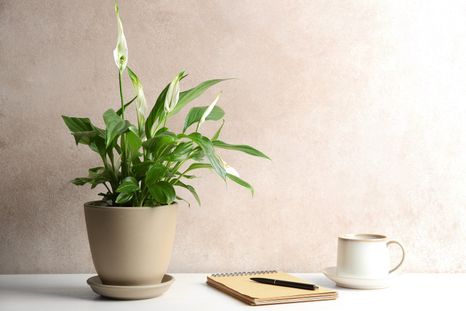 Plantas que mejoran el aire de tu casa. Plantas que mejoran el aire de tu casa.