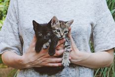 Gatos Consejos para adoptar un felino Foto: Shutterstock