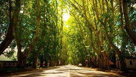 Colonia Caroya es un pueblo donde las acequias, los viñedos y la herencia friulana siguen definiendo una escena muy propia del norte cordobés. Colonia Caroya es un pueblo donde las acequias, los viñedos y la herencia friulana siguen definiendo una escena muy propia del norte cordobés.