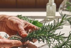 Aprende a realizar esquejes de romero para su reproducción Foto: Shutterstock