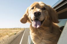 El estudio sobre Golden Retriever analizó ADN y conducta en más de 1.300 perros para entender por qué algunos son más sensibles, temerosos o fáciles de entrenar.