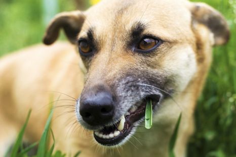 Cuándo la ingesta de pasto o hierba puede ser un problema para el perro o gato. Foto: Shutterstock Cuándo la ingesta de pasto o hierba puede ser un problema para el perro o gato. Foto: Shutterstock