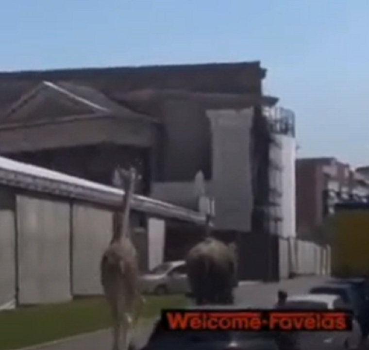 Los animales aprovecharon un descuido y se fugaron del set. Foto: Captura de video Welcome-Favelas