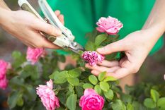 Los tips de decoración para tu jardín  Foto: Archivo
