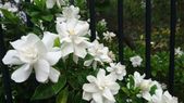 Gardenia es una de las plantas que purifica el ambiente y refresca el hogar Foto: Shutterstock Gardenia es una de las plantas que purifica el ambiente y refresca el hogar Foto: Shutterstock