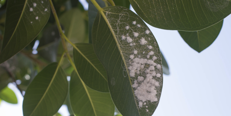 La clave está en usar productos que no dañen la planta y deshidraten la cochinilla. Foto: Shutterstock