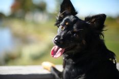 Esto fue lo que dijo la inteligencia artificial. Foto: MSD Salud Animal.