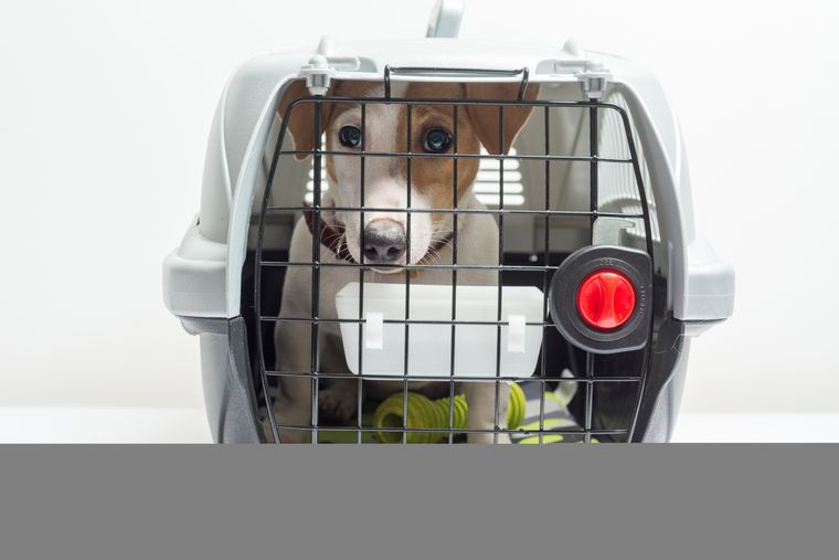 Hay algunas razas de perros que están prohibidas para viajar en avión Foto: freepik