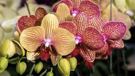 Las orquídeas se caracterizan por sus hermosas flores.