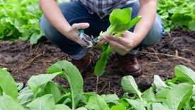 Qué sembrar en otoño. Qué sembrar en otoño.
