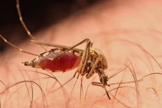 mosquitos El mosquito, una condena habitual para los seres humanos. Foto: Efe.