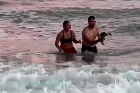 Una pareja sacó al pingüino del agua para fotografiarse en Monte Hermoso. El video se viralizó y generó repudio en las redes sociales. Una pareja sacó al pingüino del agua para fotografiarse en Monte Hermoso. El video se viralizó y generó repudio en las redes sociales.