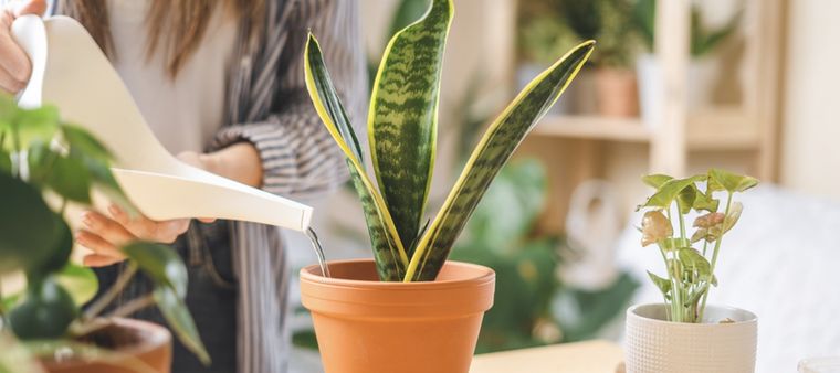Las plantas absorben este abono a medida que necesitan los nutrientes Foto: Shutterstock
