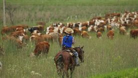 Los pastizales naturales son aliados estratégicos para la producción ganadera y contribuyen a mantener la biodiversidad. Los pastizales naturales son aliados estratégicos para la producción ganadera y contribuyen a mantener la biodiversidad.