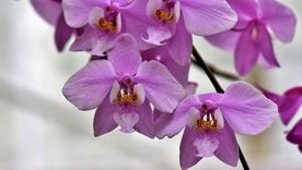 Con este secreto casero tendrás el jardín lleno de orquídeas Foto: Archivo
