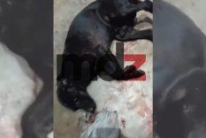 El perro fue agredido con un rifle de aire comprimido.