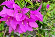 Este enraizante es oro puro para reproducir las buganvilias del jardín Foto: Shutterstock