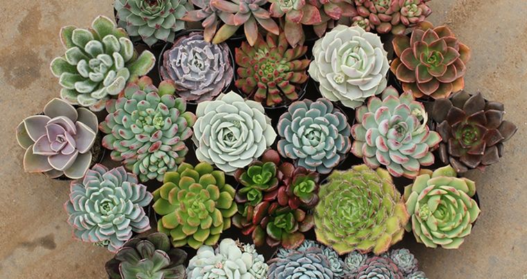 Suculentas, una planta que requiere poco mantenimiento. Foto: JardinCelas