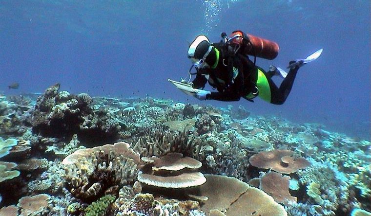 Los corales de los océanos del mundo preocupan a los científicos. Foto: Efe.