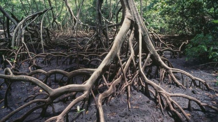 Los manglares son uno de los ecosistemas más fascinantes de nuestro planeta. Los de esta imagen están en Los Haitises, República Dominicana. Foto: DEA / V. GIANNELLA / GETTY IMAGES