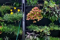 Créditos de la imagen: Mamatha Tomson/University of Surrey. Foto: University of Surrey