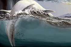 Una reconstrucción de un ictiosaurio gigantesco, flotando muerto en la superficie del océano. Foto: Dpa. Una reconstrucción de un ictiosaurio gigantesco, flotando muerto en la superficie del océano. Foto: Dpa.