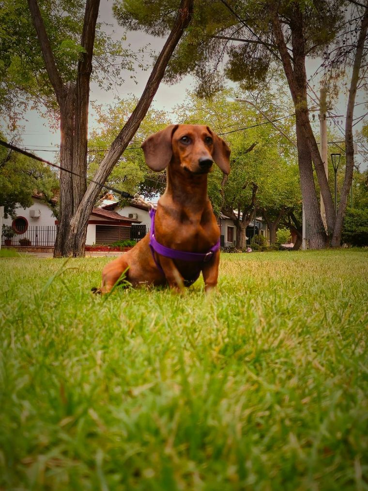 Con este tip de limpieza, los perros y gatos ya no orinarán más en lugares no deseados Foto: Rodrigo Carrizo