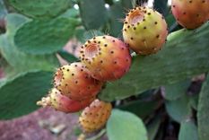 La Opuntia ficus-indica, es un cactus comestible que trae consigo diversos beneficios para la salud. Foto: Shutterstock