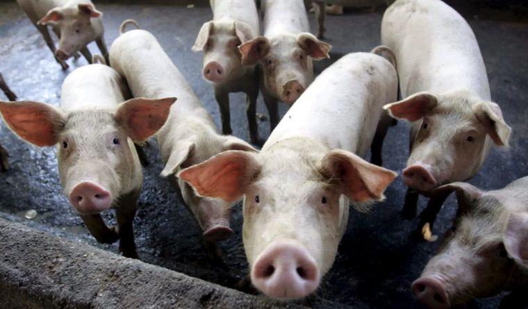 La Unión Europea busca qué hacer ante la imposición de aranceles de China a la carne porcina. Foto Efe