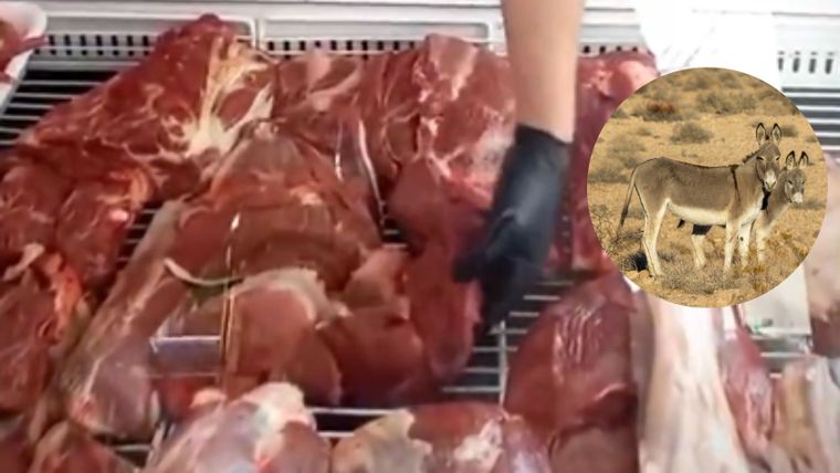 Así se vende la carne de burro en una carnicería de Trelew, Chubut.