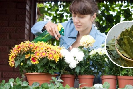 El mejor insecticida para el jardín. Foto: Archivo El mejor insecticida para el jardín. Foto: Archivo