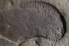 Los nuevos fósiles datan de antes de la Era Paleozoica