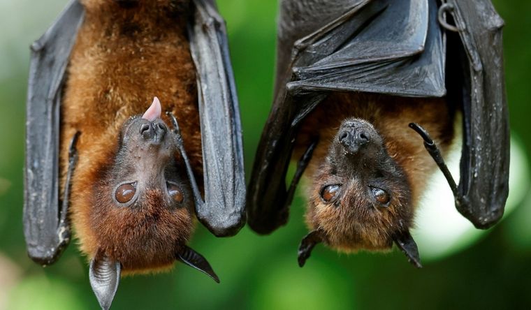Los murciélagos son una de las principales especies vinculadas a enfermedades transmitidas por animales. Foto: EFE