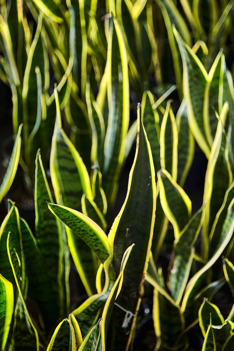Esta es una de las plantas que no te puede faltar en el hogar Foto: Shutterstock