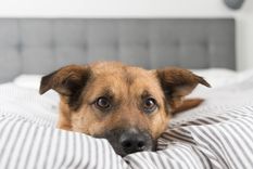 Las razones por las cuáles suspiran tus mascotas. Foto: Shutterstock